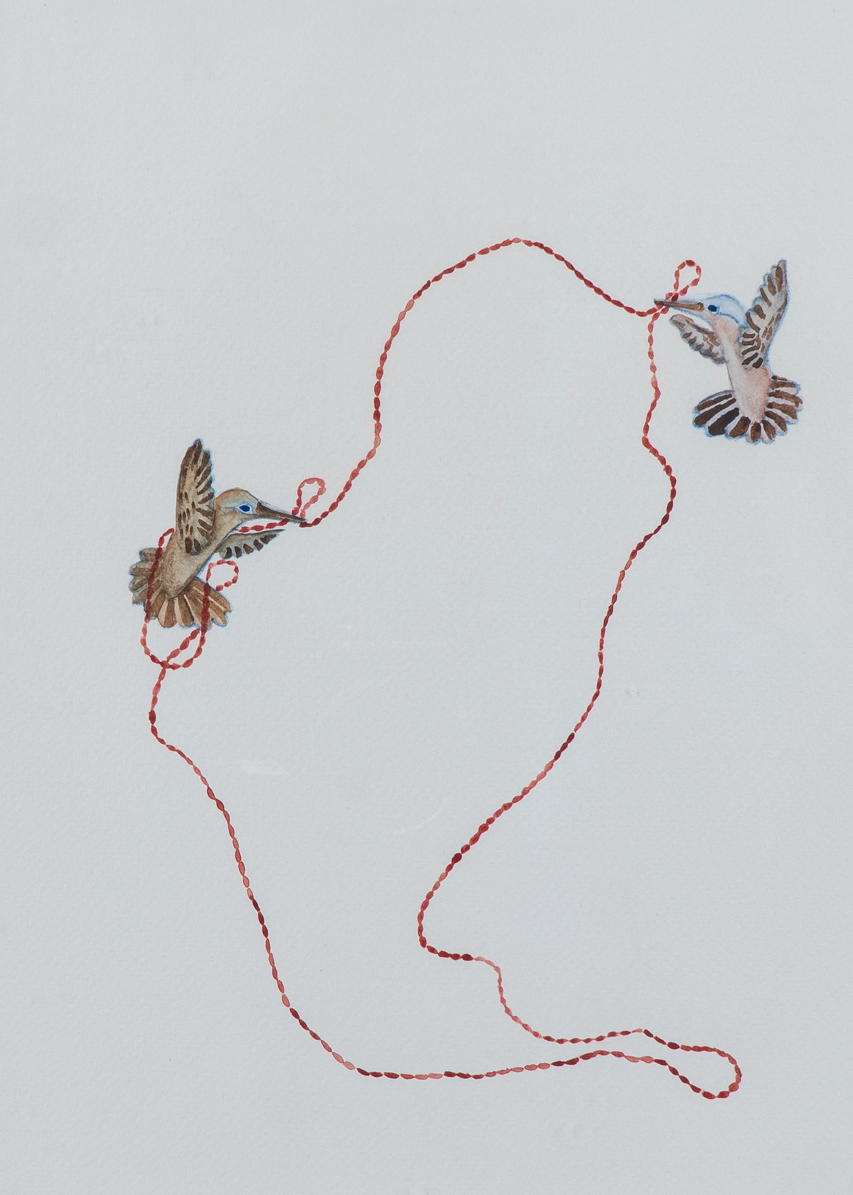 Colibri