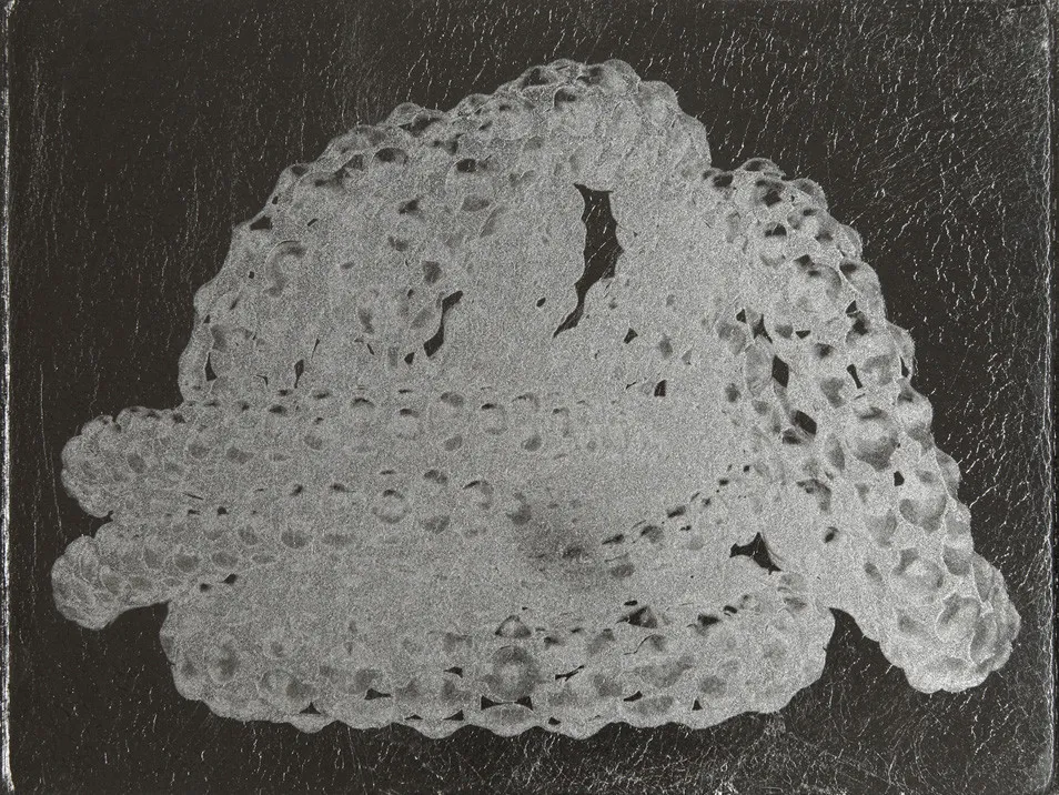 Flora Assumpção, Spectro VIII, Argentum Serpens