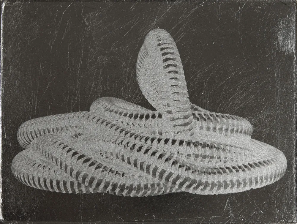 Flora Assumpção, Spectro VII, Argentum Serpens