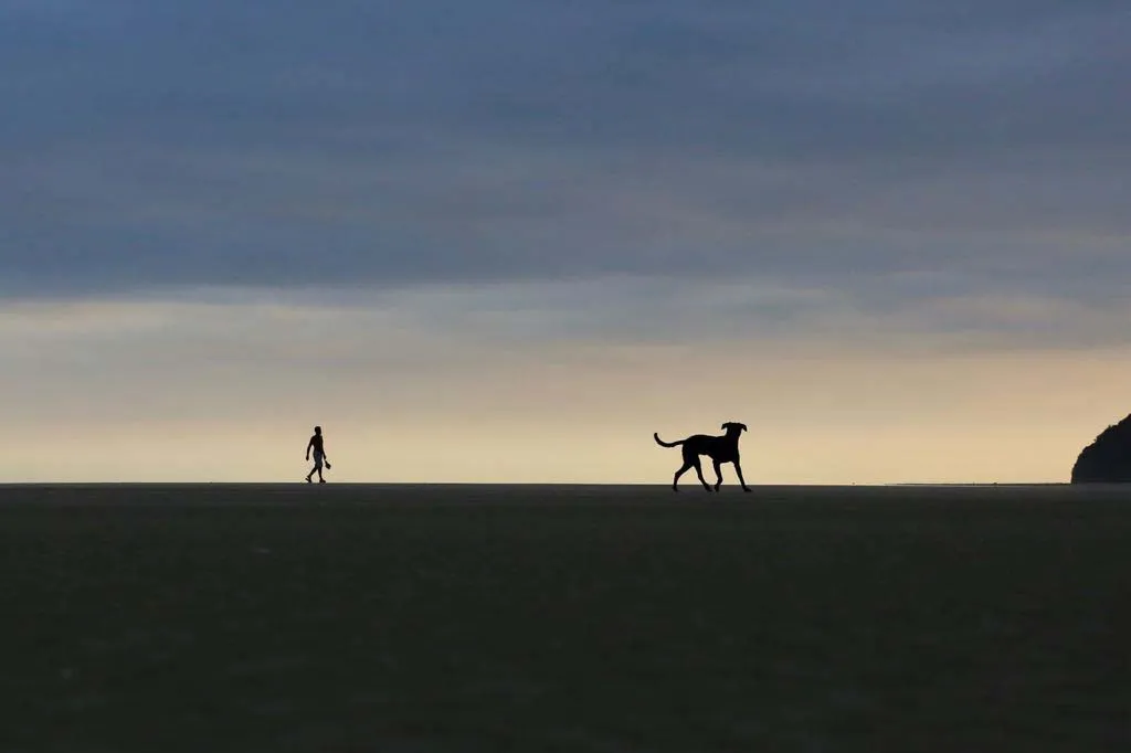 Beach Dogs